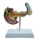 Life Size Pancrease Gallbladder Spleen Model