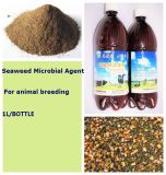 Seaweed Microbial Agent Used for Feed Additive