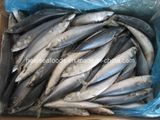 Frozen Pacific Mackerel (frozen on land)