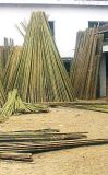 Bamboo Cane and Stake