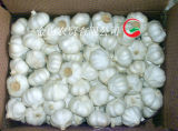 Fresh Normal White Garlic (5.5cm and up)
