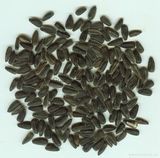 Black Sunflower Seed