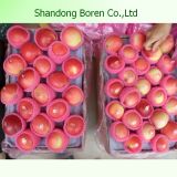 Shandong Delicious Juicy Crisp Sweet Gala Apple