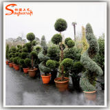 High Quality Artificial Boxwood Topiary Plants
