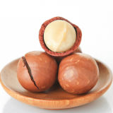 Chinese Macadamia Nuts for Sale