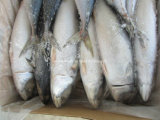 Frozen Fish Mackerel (2-3pcs/kg)