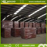 12mm Film Faced Plywood, Marine Plywood for (w15520)