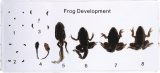 Frog Development M11008