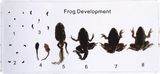 Frog Development M11008