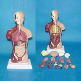 28cm American Musclar Torso Model