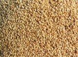 Good Quality White Sesame Seeds Price in Sale