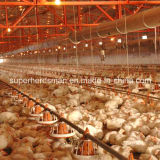 Automatic Poultry Farming Equipment for Broiler