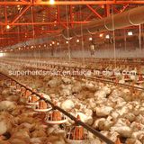 Automatic Poultry Farming Equipment for Broiler