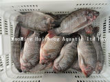 Sell Frozen Tilapia Gutted and Scaled 1000+