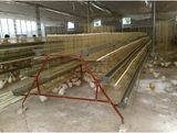 Egg Chicken Cage