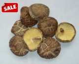 Dried Mushroom - 2
