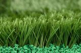 Carpet Grass