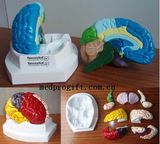 Brain Model