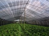 Sunshade Screen as Green House Net