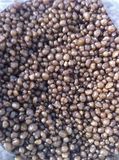 Di Ammonium Phosphate Fertilizer
