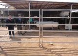 Hot Dipped Galvanized Australia Livestock Panels/Cattle Panel