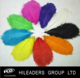 Decorative Dyed Ostrich Feather with High Quality (FH015)