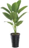 90cm Height 0142 Single Stem 12 Leaf Rubber Tree----SGS Standard