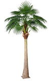 Artificial Plants and Flowers of Fan Palm 3.3m
