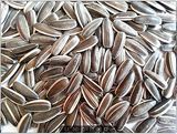 Big High Quality Sunflower Seeds Grade 5009