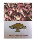 Red Mushroom Russula with Special Anti-Cancer Function