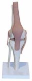 Knee Joint Models (ZM1030-1) 