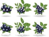 2014 High-Grade Fruit: Natural and Original IQF Fresh Blueberries