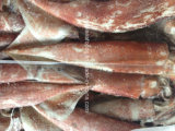 Frozen Squid Todarodes Pacificus, Japanese Squid Jigs