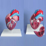 Medium Sized Heart Demonstration Model (R120105)