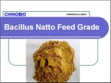 Feed Grade Bacillus Natto for Animal Promote Healthy & Growth