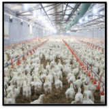 Floor Management Poultry Equipment for Broiler and Breeder Farm (JCJX-208)