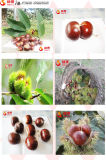 Organic Healthy Chestnuts