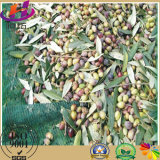 100% Virgin HDPE Green Olive Net for Harvest