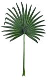 Artificial Plants and Flowers of Fan Palm Leaf 1.5m