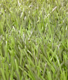 Soccer Grass (MT-L-53)