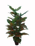 Artificial Plants and Flowers of 2# Tiger Taro Gu-Bj-869-51-3