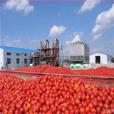 Chinese Tin Tomato Paste