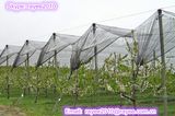 Anti Bird Netting-Rede Anti Passaro