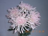 Artificial Daisy Flower Stem