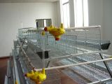 South Africa Best Sale Chicken Cage/ Chicken Egg Layer Cages