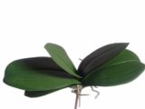 Artificial Phalaenopsis Leaves Bush (YA-PY151)