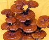 Ganoderma Lucidum P. E Plant Extract