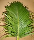 Fresh Cut Greens-Chrysalidocarpus