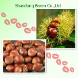 The Best Quality Chinese Chestnut