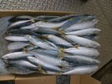 Frozen Mackerel (8-10pieces/kg)